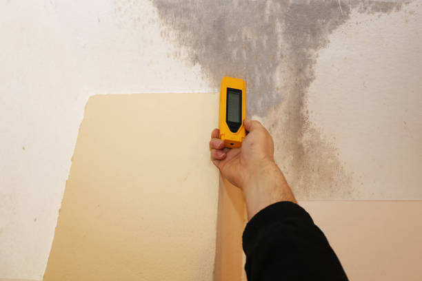 Best Mold Odor Removal Services  in Glandorf, OH