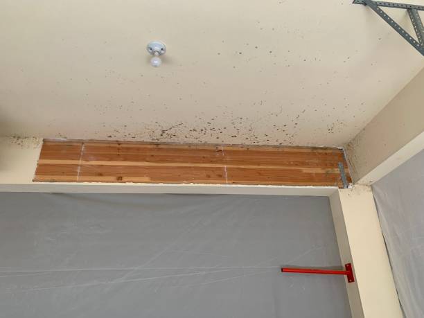 Mold Remediation for Vacation Homes in Glandorf, OH