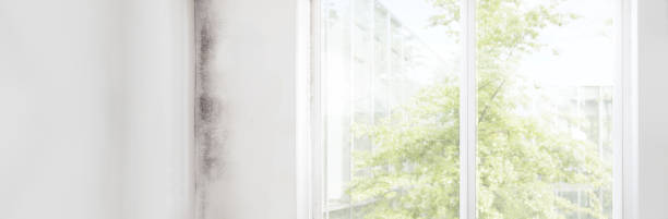 Best HVAC Mold Inspection and Cleaning  in Glandorf, OH