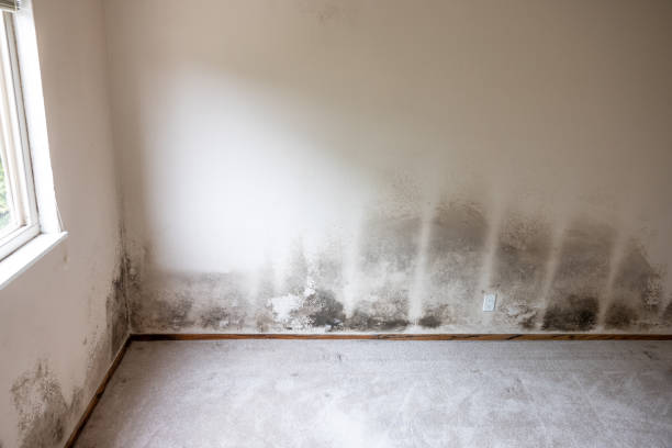 Best Comprehensive Air Testing for Mold Contaminants  in Glandorf, OH